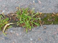 Lepidium coronopus Pildammsvägen 10, Malmö, Skåne, Sweden 20170717_0061