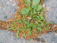 Lepidium coronopus Pildammsvägen 10, Malmö, Skåne, Sweden 20170717_0063