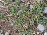 Lepidium coronopus Solberga, Mörbylånga, Öland, Sweden 20180810_0115