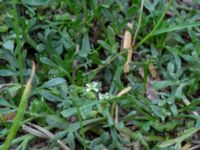 Lepidium coronopus Solberga, Mörbylånga, Öland, Sweden 20180810_0117