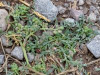 Lepidium coronopus Solberga, Mörbylånga, Öland, Sweden 20180810_0119