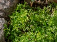 Lepidium didymum Baltzarsgatan 1, Malmö, Skåne, Sweden 20190806_0053