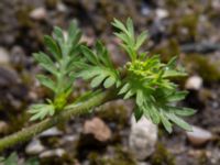 Lepidium didymum Ridhuset, Klagshamns udde, Malmö, Skåne, Sweden 20150609_0007