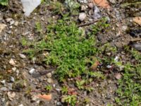 Lepidium didymum Ridhuset, Klagshamns udde, Malmö, Skåne, Sweden 20150609_0013