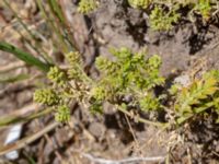 Lepidium didymum Spillepeng, Burlöv, Skåne, Sweden 20200614_0155