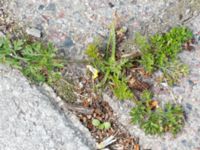 Lepidium didymum World Maritime University, Malmö, Skåne, Sweden 20150614_0031