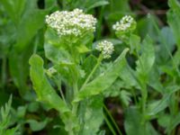 Lepidium draba Grusväg Krusegatan, Malmö, Skåne, Sweden 20200523_0016