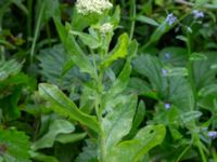 Lepidium draba Grusväg Krusegatan, Malmö, Skåne, Sweden 20200523_0017