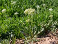 Lepidium draba Oued Massa Bridge, Morocco 20180224_0209