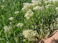 Lepidium draba Oued Massa Bridge, Morocco 20180224_0210