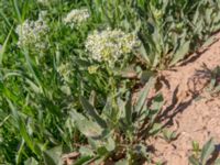 Lepidium draba Oued Massa Bridge, Morocco 20180224_0211