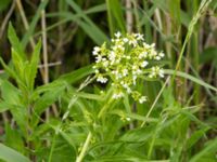 Lepidium draba Terekudden, Bunkeflo strandängar, Malmö, Skåne, Sweden 20120604 018