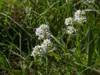 Lepidium draba Terekudden, Bunkeflo strandängar, Malmö, Skåne, Sweden 20140517_0005