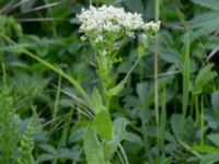 Lepidium draba ssp. draba Lindängelunds rekreationsområde, Malmö, Skåne, Sweden 20170529_0047