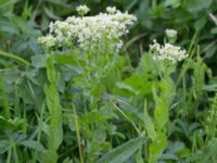 Lepidium draba ssp. draba Lindängelunds rekreationsområde, Malmö, Skåne, Sweden 20170529_0048