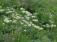 Lepidium draba ssp. draba Lindängelunds rekreationsområde, Malmö, Skåne, Sweden 20170529_0049