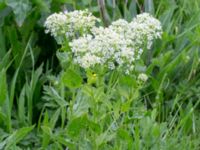 Lepidium draba ssp. draba Lindängelunds rekreationsområde, Malmö, Skåne, Sweden 20170529_0055