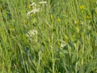 Lepidium draba ssp. draba Surfklubben, Klagshamns udde, Malmö, Skåne, Sweden 20160529_0001