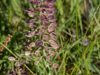 Lepidium heterophyllum Kulla Gunnarstorp, Helsingborg, Skåne, Sweden 20170709_0215