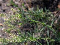 Lepidium ruderale Hanögatan 10, Malmö, Skåne, Sweden 20190616_0022