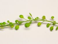 Lepidium ruderale Ribersborg, Malmö, Skåne, Sweden 20160710_0151