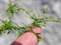 Lepidium ruderale Södra hamnpiren, Klagshamns udde, Malmö Skåne, Sweden 20200721_0175