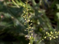 Lepidium ruderale Svanetorpsvägen, Åkarp, Lomma, Skåne, Sweden 20170823_0088