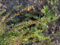 Lepidium ruderale Svanetorpsvägen, Åkarp, Lomma, Skåne, Sweden 20170930_0030