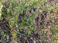 Lepidium ruderale Svanetorpsvägen, Åkarp, Lomma, Skåne, Sweden 20170930_0031