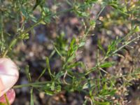 Lepidium ruderale Svanetorpsvägen, Åkarp, Lomma, Skåne, Sweden 20170930_0033