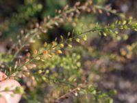 Lepidium ruderale Svanetorpsvägen, Åkarp, Lomma, Skåne, Sweden 20170930_0034