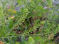 Lepidium virginicum Kalkbrottsgatan 9, Limhamn, Malmö, Skåne, Sweden 20210704_0108