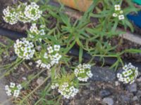 Lobularia maritima Gamla dockan, Malmö, Skåne, Sweden 20231007_0013