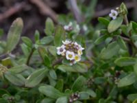 Lobularia maritima Jordhögar S Paddreservatet, Norra hamnen, Malmö, Skåne, Sweden 20200412_0084