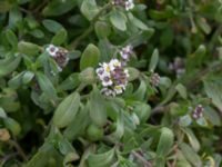 Lobularia maritima Jordhögar S Paddreservatet, Norra hamnen, Malmö, Skåne, Sweden 20200412_0085