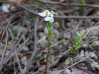 Lobularia maritima Ruderatyta Marsgatan, Malmö, Skåne, Sweden 20220615_0016