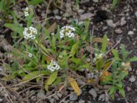 Lobularia maritima Ruderatyta Marsgatan, Malmö, Skåne, Sweden 20220615_0031