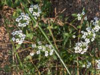 Lobularia maritima Spårvägen, Malmö, Skåne, Sweden 20200916_0040