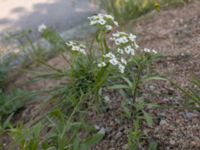 Lobularia maritima Spårvägen, Malmö, Skåne, Sweden 20200916_0056