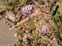 Lobularia maritima Spårvägen, Malmö, Skåne, Sweden 20200917_0011