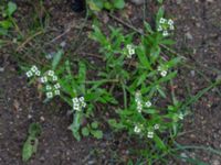 Lobularia maritima Syster Ellens stig, Klagshamn, Malmö, Skåne, Sweden 20200828_0039