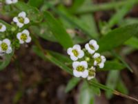 Lobularia maritima Syster Ellens stig, Klagshamn, Malmö, Skåne, Sweden 20200828_0041