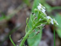 Lobularia maritima Syster Ellens stig, Klagshamn, Malmö, Skåne, Sweden 20200828_0043