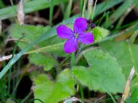 Lunaria annua Holmastigen Ärtholmsvägen, Malmö, Skåne, Sweden 20191010_0019