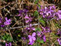 Lunaria annua Kleva strandväg, Mörbylånga, Öland, Sweden 20190525_0212