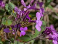 Lunaria annua Kleva strandväg, Mörbylånga, Öland, Sweden 20190525_0213