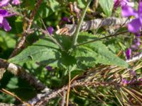 Lunaria annua Kleva strandväg, Mörbylånga, Öland, Sweden 20190525_0214