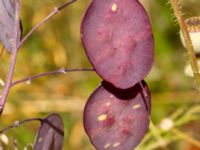 Lunaria annua Kroksbäcksstigen, Malmö, Skåne, Sweden 20190630_0081