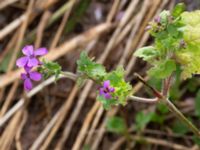 Lunaria annua Kroksbäcksstigen, Malmö, Skåne, Sweden 20190702_0004