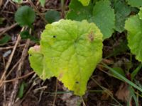 Lunaria annua Kroksbäcksstigen, Malmö, Skåne, Sweden 20190702_0005